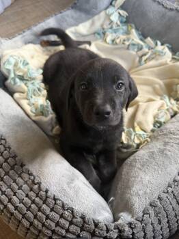 Tornado -  Hound Dog Available for Adoption in Waunakee, Wisconsin - Tornado | PetCurious