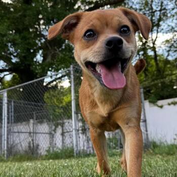 Bear -  Chihuahua Dog for Adoption in Lancaster, South Carolina - Bear | PetCurious