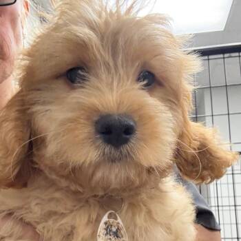 Alfie -  Cockapoo Dog for Adoption in Normal, Illinois - Alfie | PetCurious