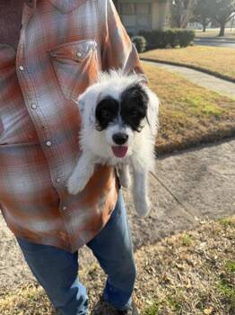 Mixed Breed Dogs Available for Adoption - KASH | PetCurious