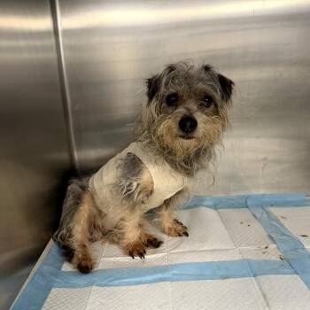 Terrier and Mixed Breed Dogs Available for Adoption in Northbrook, Illinois - Ted | PetCurious