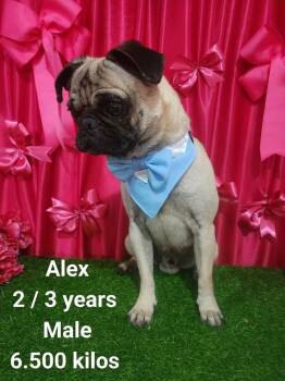Pug Dogs Available for Adoption in Durango, Colorado - Alex | PetCurious