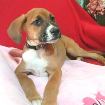 Haven -  Boxer and Beagle Dog for Adoption in Idaho Falls, Idaho - Haven | PetCurious