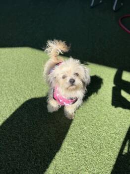 Maltese and Shih Tzu Dogs Available for Adoption - Mila | PetCurious