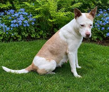 Pit Bull Terrier Dogs Available for Adoption in Guntersville, Alabama - Ducky | PetCurious