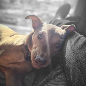 Rescue Mixed Breed and Hound Dogs for Adoption in Tabor City, North Carolina - Zuma | PetCurious