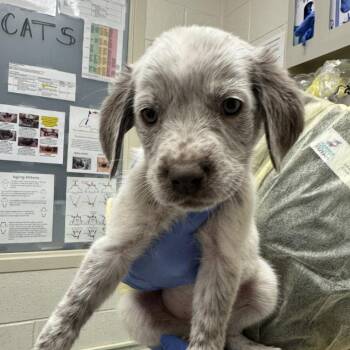 Great Pyrenees and German Shorthaired Pointer Dogs Available for Adoption - Jackie | PetCurious