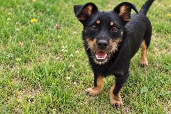 Ernie -  Dachshund and Jack Russell Terrier Dog for Adoption in Cortez, Colorado - Ernie | PetCurious