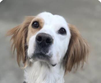 Brittany Spaniel Dogs Available for Adoption - Luen | PetCurious