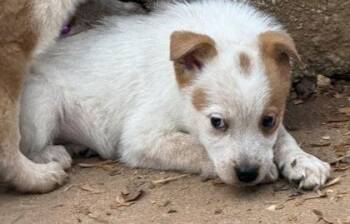 Fox Terrier and Mixed Breed Dogs Available for Adoption - Snow White | PetCurious