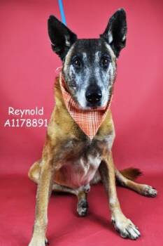 Rescue German Shepherd Dog and Cattle Dog Dogs for Adoption in Thousand Oaks, California - Reynold -- URGENT!! | PetCurious