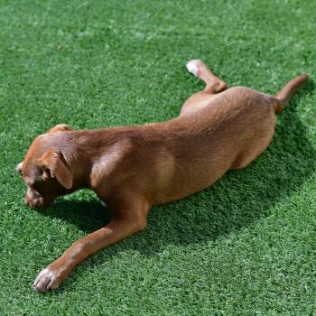 Mixed Breed Dogs Available for Adoption in Ottawa, Kansas - Dusty | PetCurious