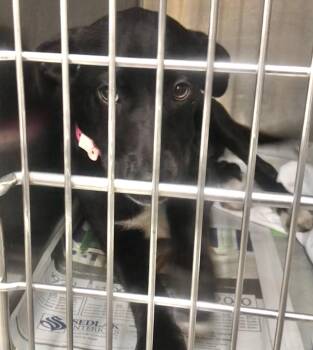 Labrador Retriever and Yorkshire Terrier Dogs Available for Adoption in Parma, Ohio - Rockfish | PetCurious
