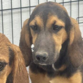 Abby -  Bloodhound Dog for Adoption in Sonora, California - Abby | PetCurious