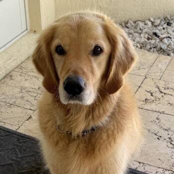 Kingston 5049 -  Golden Retriever Dog for Adoption in Loxahatchee Groves, Florida - Kingston 5049 | PetCurious