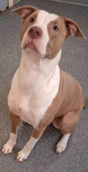 Honey -  Pit Bull Terrier Dog for Adoption in Covington, Virginia - Honey | PetCurious