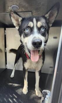 Rescue Husky Dogs for Adoption in San Antonio, Texas - FEATHER | PetCurious
