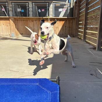 English Pointer and Mixed Breed Dogs Available for Adoption in Freeport, Florida - Wilson | PetCurious