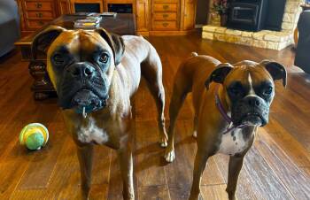 Zeus X -  Boxer Dog for Adoption in Hewitt, Texas - Zeus X | PetCurious