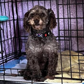 Vincent VanDog  (Vinny) -  Poodle Dog for Adoption in Cincinnati, Ohio - Vincent VanDog  (Vinny) | PetCurious