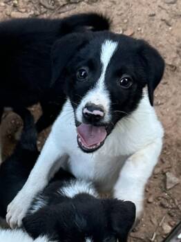 Ranier -  Border Collie and Shepherd Dog for Adoption in Milton, Georgia - Ranier | PetCurious