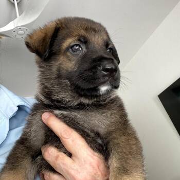 Lola Bunny -  German Shepherd Dog Dog for Adoption in Freeport, Florida - Lola Bunny | PetCurious