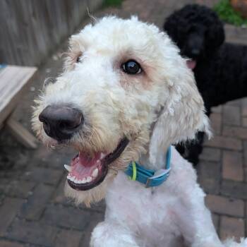 Jasmine -  Poodle and Mixed Breed Dog for Adoption in Arlington, Virginia - Jasmine | PetCurious