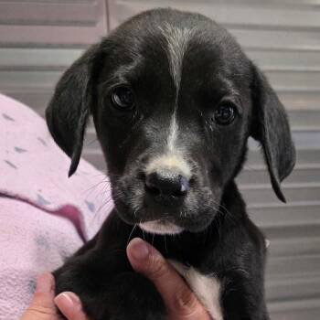River Pup Female 3 -  Golden Retriever and Mixed Breed Dog for Adoption in Fairfax Station, Virginia - River Pup Female 3 | PetCurious