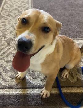 Corgi and Shepherd Dogs Available for Adoption - Sweet Potato | PetCurious