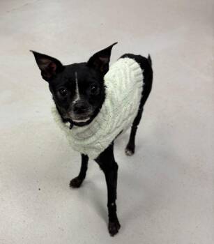 Chihuahua Dogs Available for Adoption - Princess | PetCurious