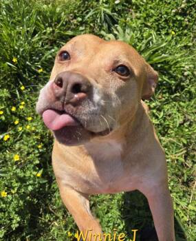 Staffordshire Bull Terrier and Labrador Retriever Dogs Available for Adoption - Winnie J | PetCurious