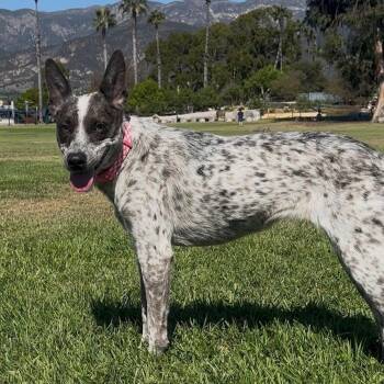 Rescue Australian Cattle Dog Blue Heeler Dogs for Adoption in Los Angeles, California - Dottie ( Donna) | PetCurious