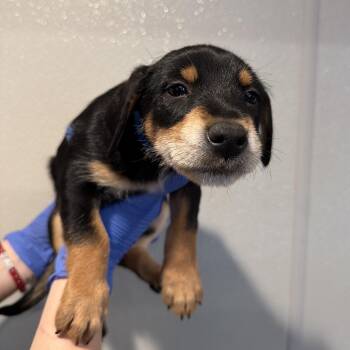 IVHS-Stray-144422 -  Rottweiler and Terrier Dog for Adoption in San Gabriel, California - IVHS-Stray-144422 | PetCurious