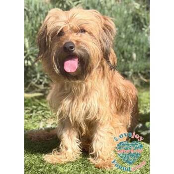 Terrier Dogs Available for Adoption - Zane COH | PetCurious