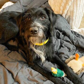 Mixed Breed Dogs Available for Adoption - Salad | PetCurious