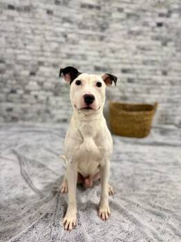 Terrier Dogs Available for Adoption in Muskegon, Michigan - Timber | PetCurious
