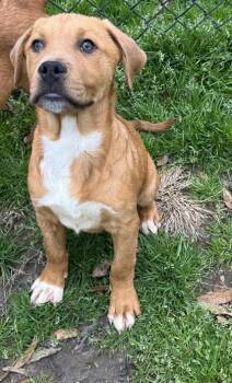 Labrador Retriever and Mixed Breed Dogs Available for Adoption - Liam | PetCurious