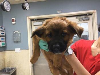 German Shepherd Dog and Mixed Breed Dogs Available for Adoption in Riverside, California - A1909703 | PetCurious