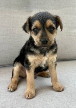Chihuahua and Yorkshire Terrier Dogs Available for Adoption in New Baltimore, Michigan - Lucky | PetCurious