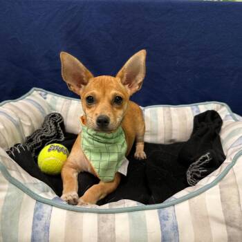 Chihuahua Dogs Available for Adoption in Logan, Utah - Poppy | PetCurious