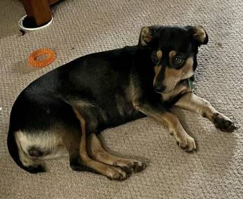 Kaden -  Dachshund and Corgi Dog for Adoption in Dalton, Georgia - Kaden | PetCurious