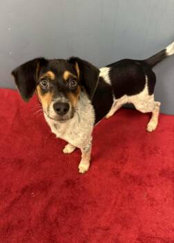 Hawkeye -  Beagle and Chihuahua Dog for Adoption in Chambersburg, Pennsylvania - Hawkeye | PetCurious