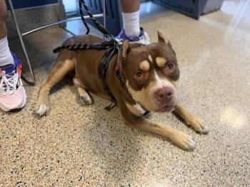 American Bulldog and Mixed Breed Dogs Available for Adoption in Doral, Florida - TUTE | PetCurious
