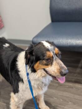 Australian Shepherd Dogs Available for Adoption in Maryville, Tennessee - Chester Mays-4722 Cosby, TN | PetCurious