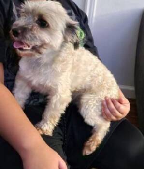 Lhasa Apso and Wirehaired Terrier Dogs Available for Adoption in Grand Prairie, Texas - TYE | PetCurious