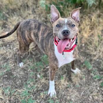 Sophia -  Pit Bull Terrier and Mixed Breed Dog for Adoption in Mead, Colorado - Sophia | PetCurious