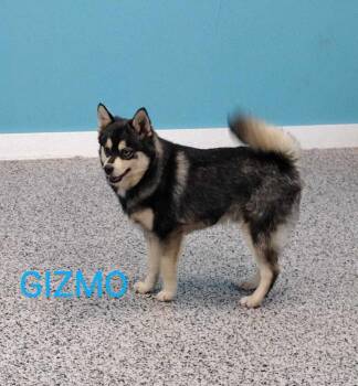 Pomeranian and Husky Dogs Available for Adoption - Gizmo | PetCurious