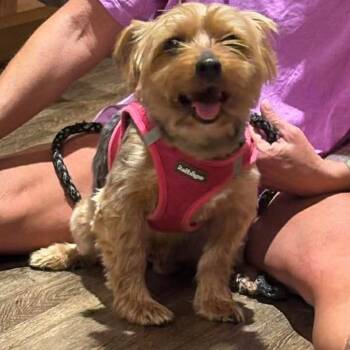 Silky Terrier Dogs Available for Adoption - Watson | PetCurious