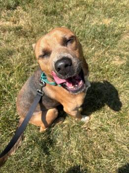 Cattle Dog and Pit Bull Terrier Dogs Available for Adoption in Mineral, Virginia - Walnut | PetCurious