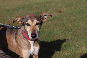 Rescue Hound Dogs for Adoption in Ionia, Michigan - Ivy | PetCurious